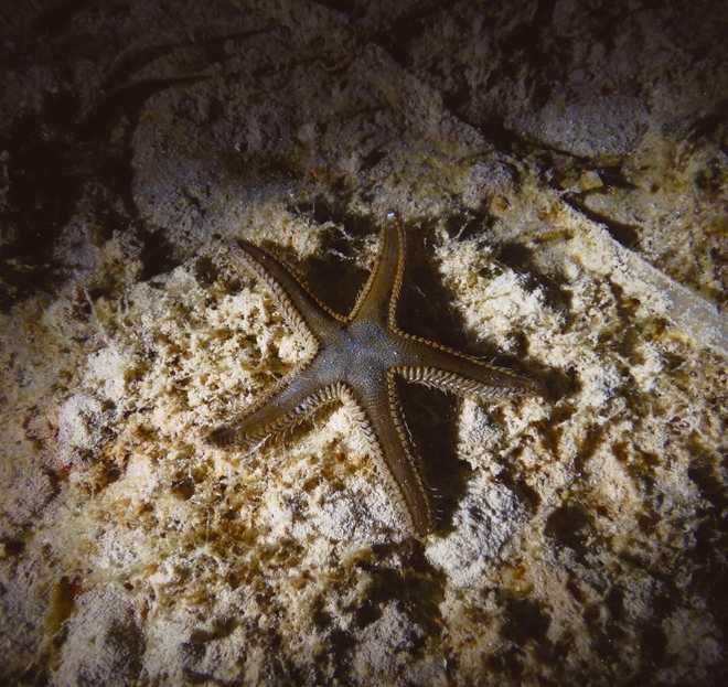 Picture of a Starfish during the night.