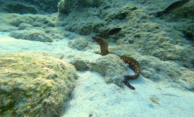Picture of Moray eel