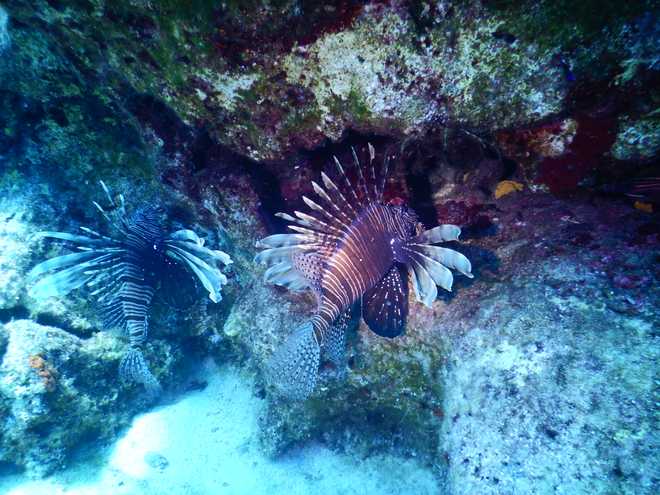 Picture of a sea Lionfish in Greece.