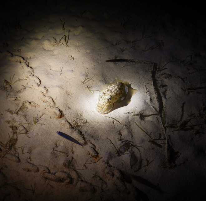 Picture of a Cuttlefish during the night.