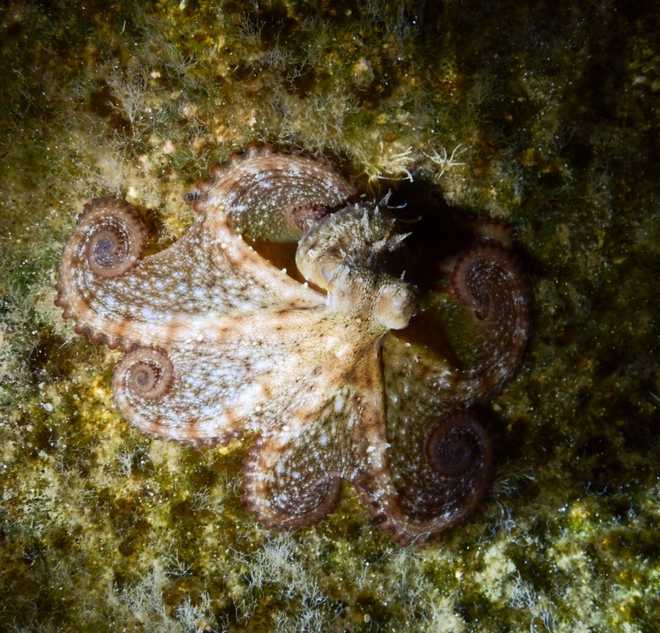 Picture of a Octopus during the night.