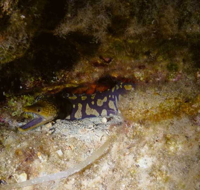 Picture of a Moray eel during the night.