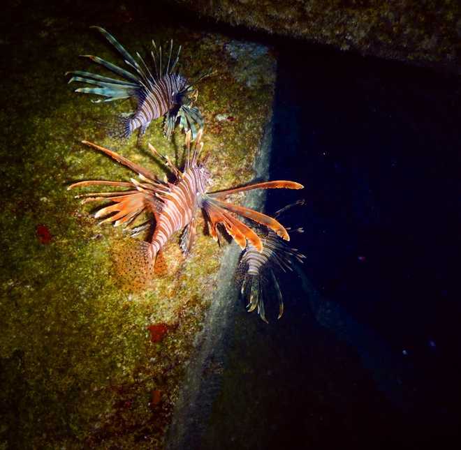 Picture of a sea Lionfish during the night.