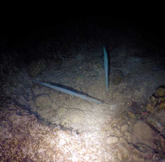Picture of a Bluespotted cornetfish during the night.